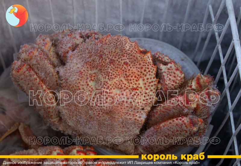 Китайский мохнатый краб