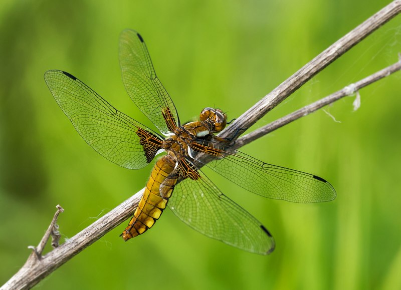 Anisozygoptera Стрекоза