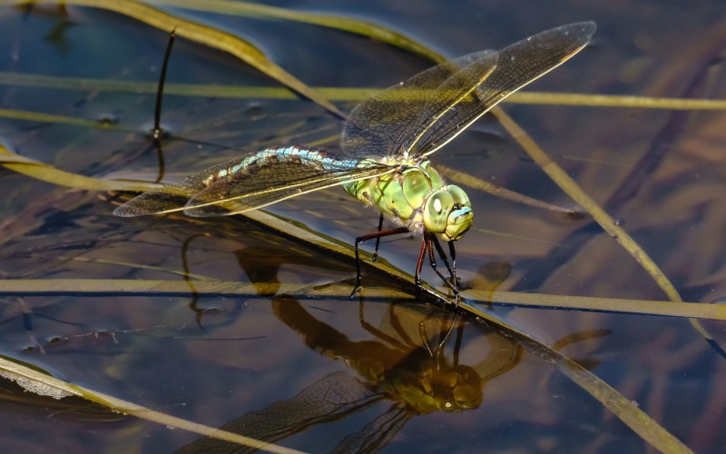 Orthetrum cancellatum личинка