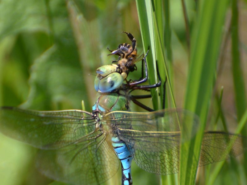 Дозорщик-Император Anax Imperator