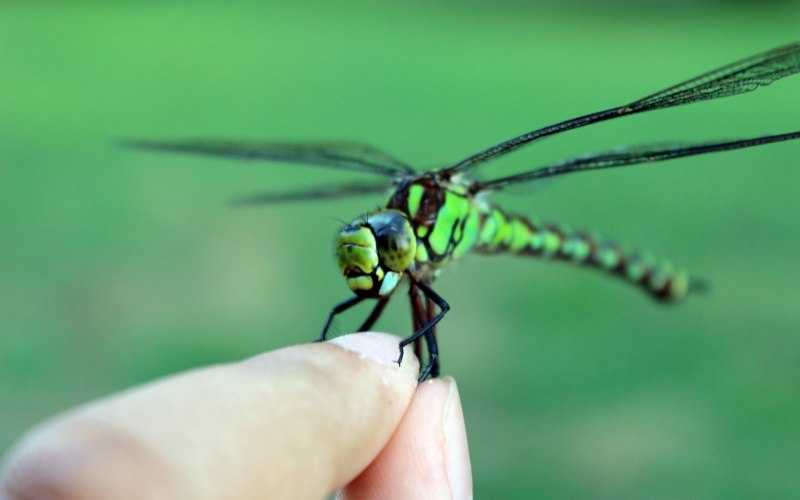Стрекоза Dragonfly