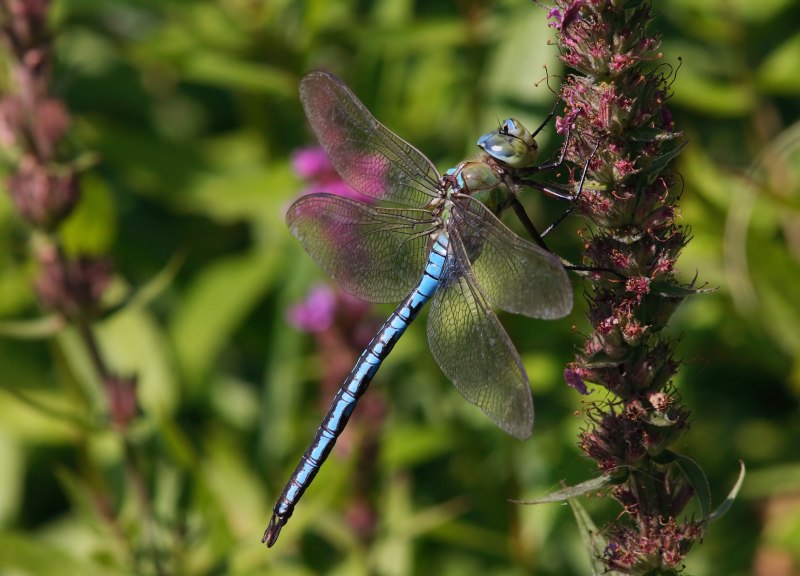 Libellula depressa l. – Стрекоза плоская