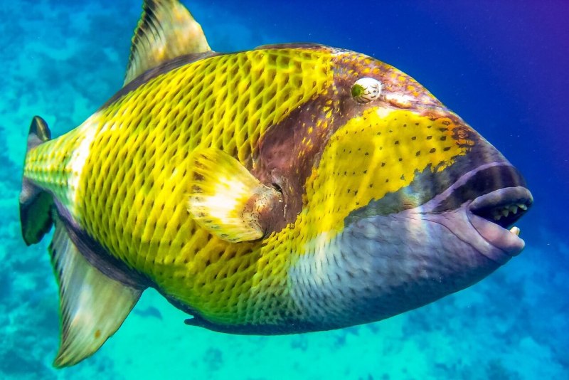 Спинорог Пикассо. Rhinecanthus aculeatus