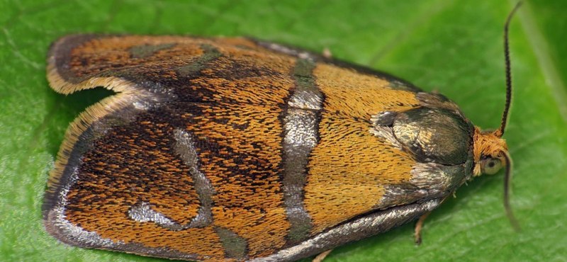 Tortrix viridana (Linnaeus, 1758)