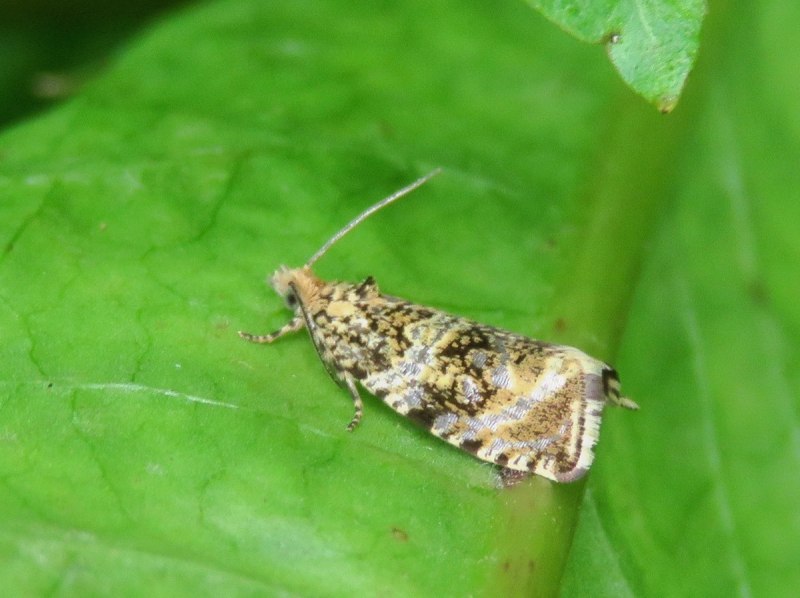 Ancylis comptana
