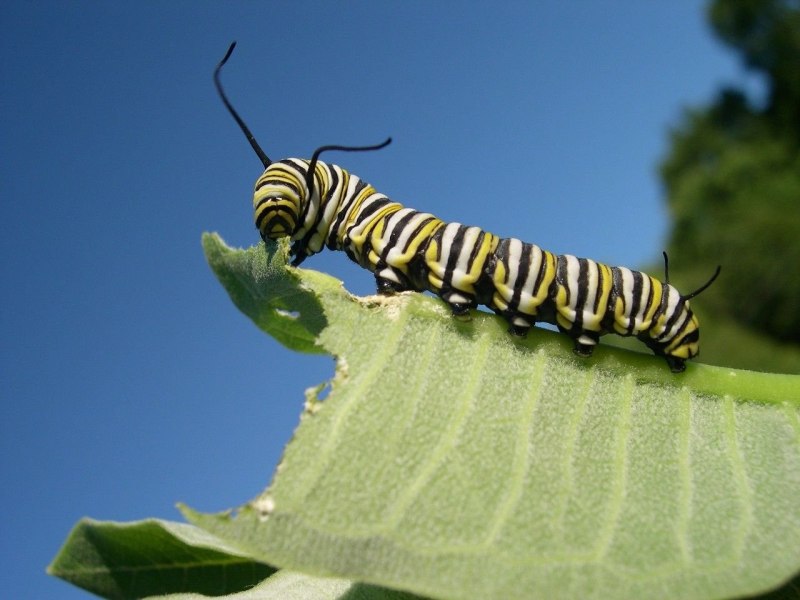 Monarch Caterpillar