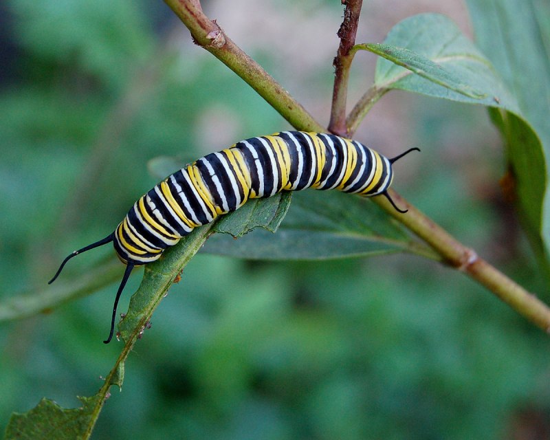 Monarch Caterpillar