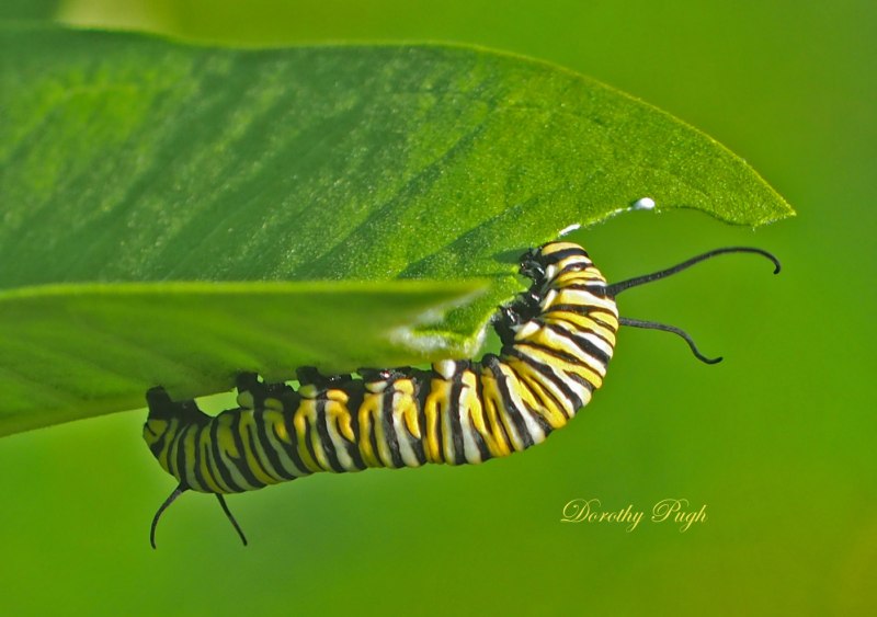 Danaus plexippus гусеница