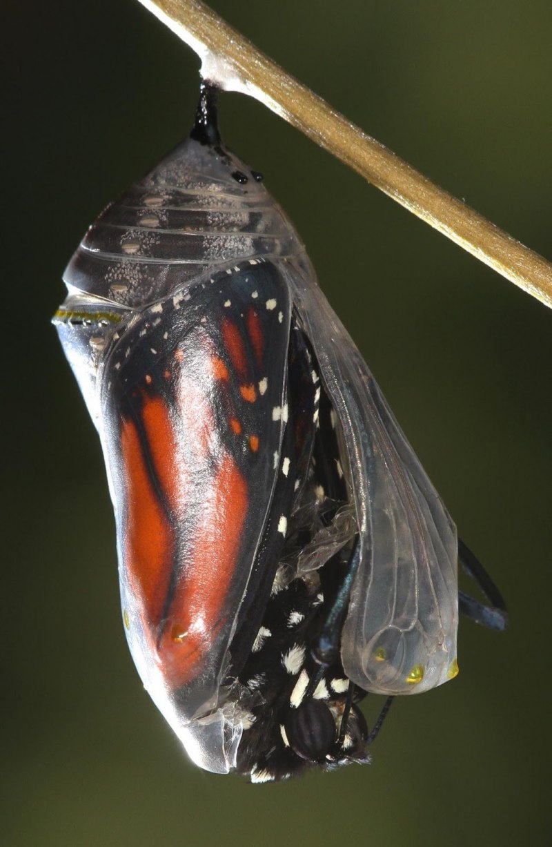 Гусеница бабочки Carthaea saturnioides