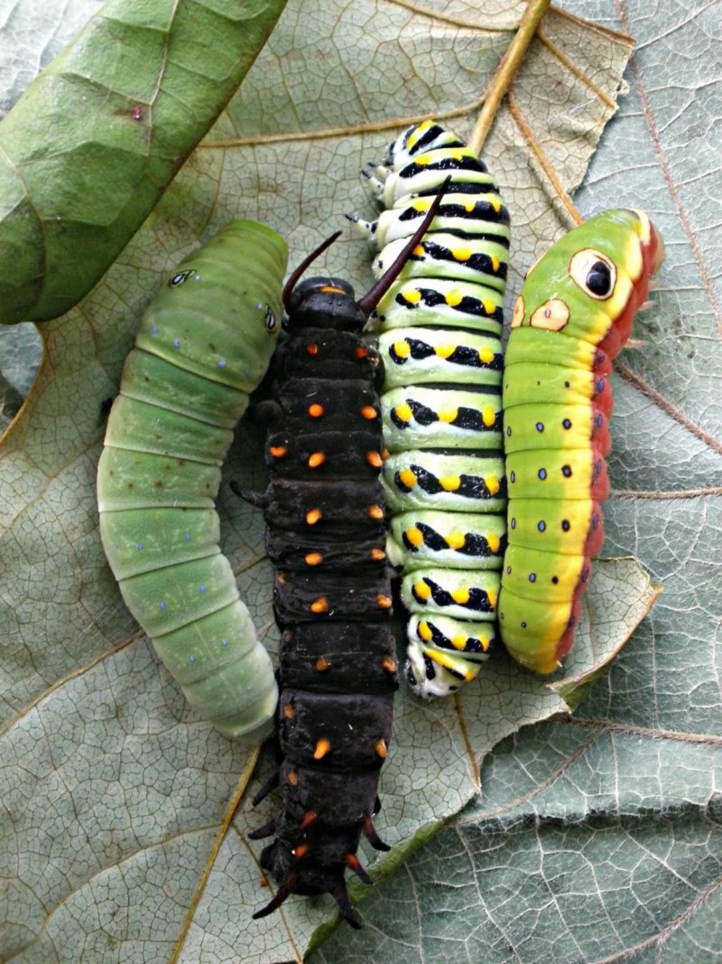 Гусеница моли павлиноглазки Saturniidae