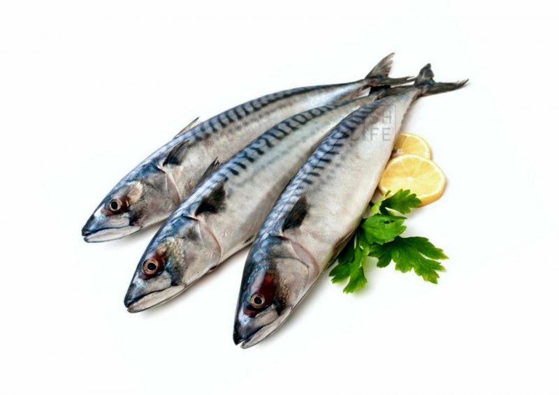 Атлантическая скумбрия
