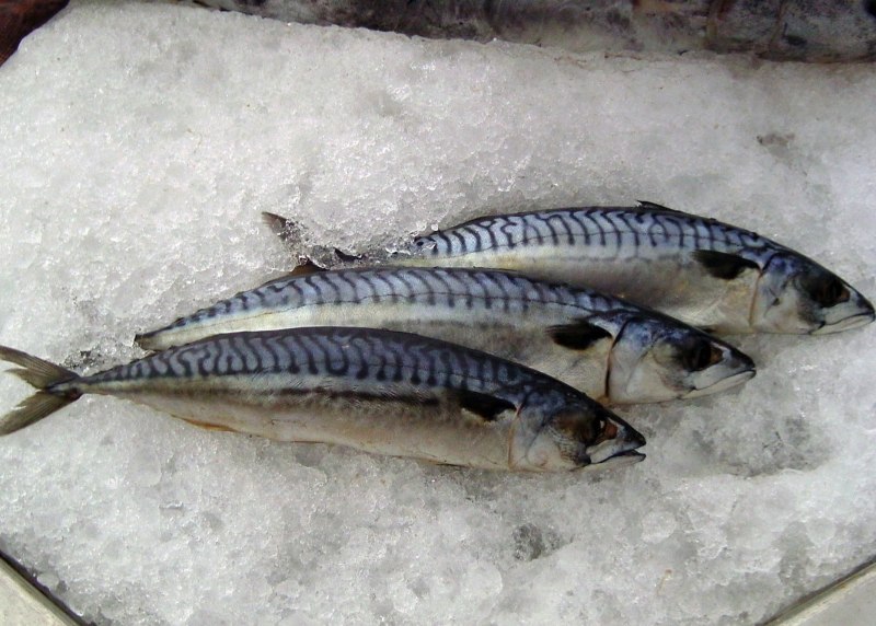 Скумбрия н/р 300-500