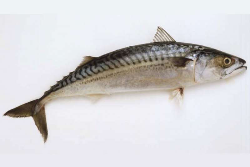 Морская рыба скумбрия