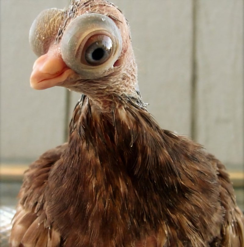 Английский короткоклювый Турман