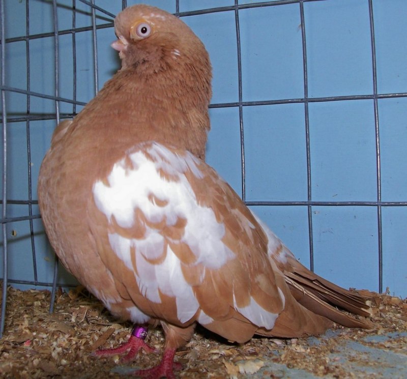 Будапештский короткоклювый голубь