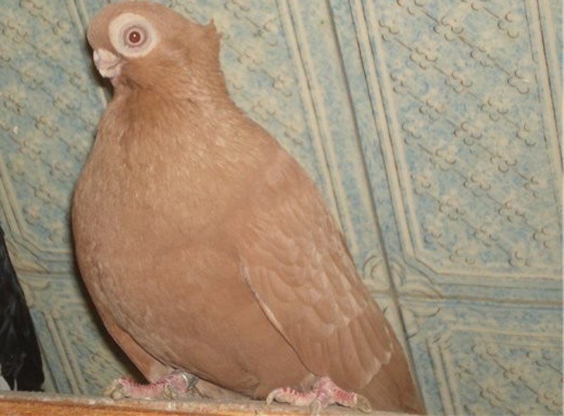 Богемская космоногая