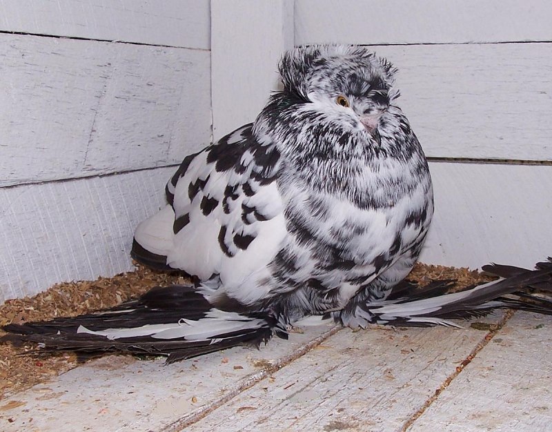 Дрозд-отшельник (Catharus guttatus)