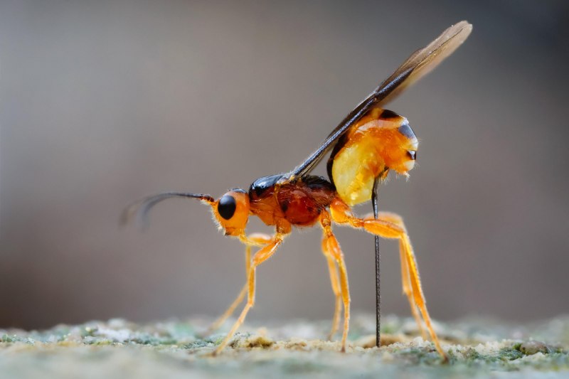 Рогохвост гигант – Urocerus Gigas