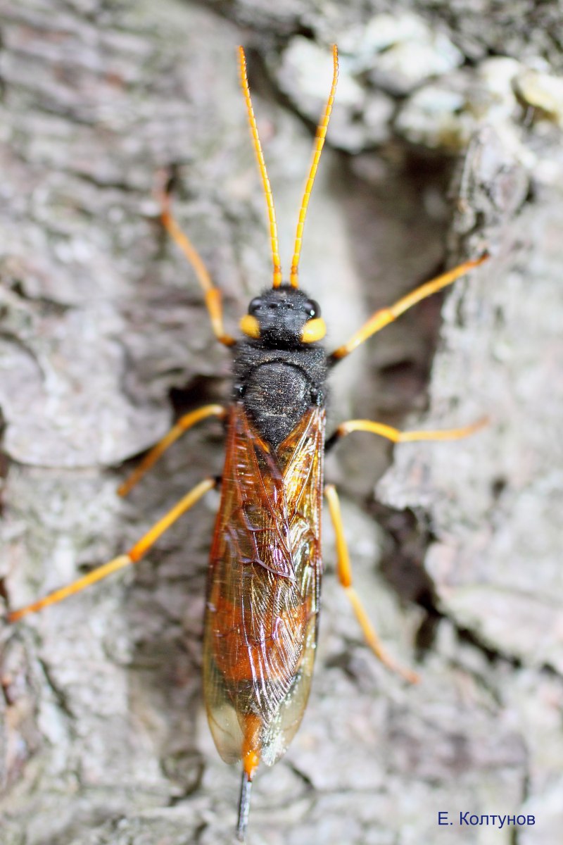 Рогохвост (Sirex Gigas