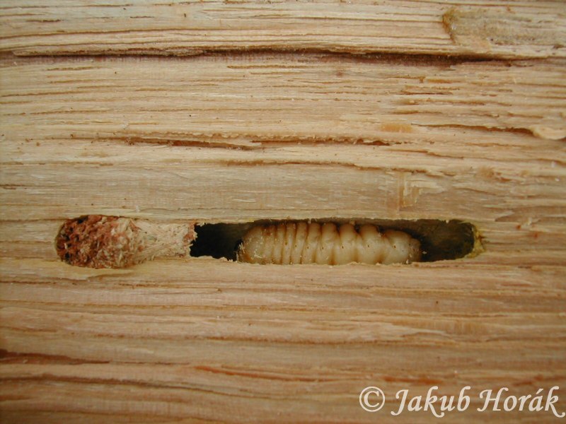 Рогохвост гигант – Urocerus Gigas