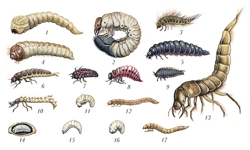 Ephemeroptera личинка