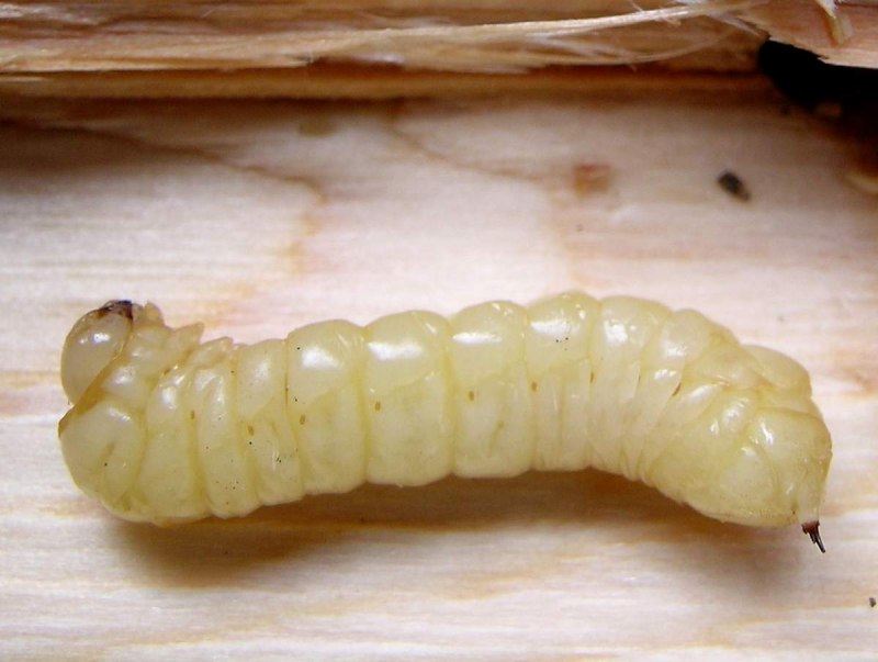 Личинка рогохвоста (65 фото)