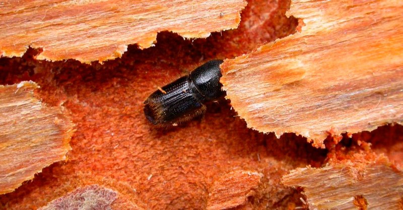 Рогохвост гигант – Urocerus Gigas