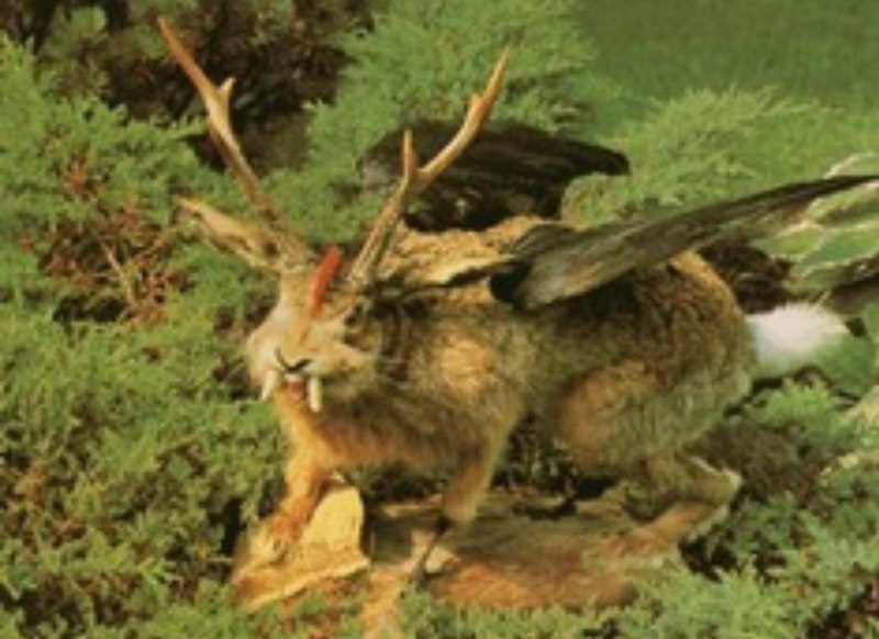Jackalope мифология