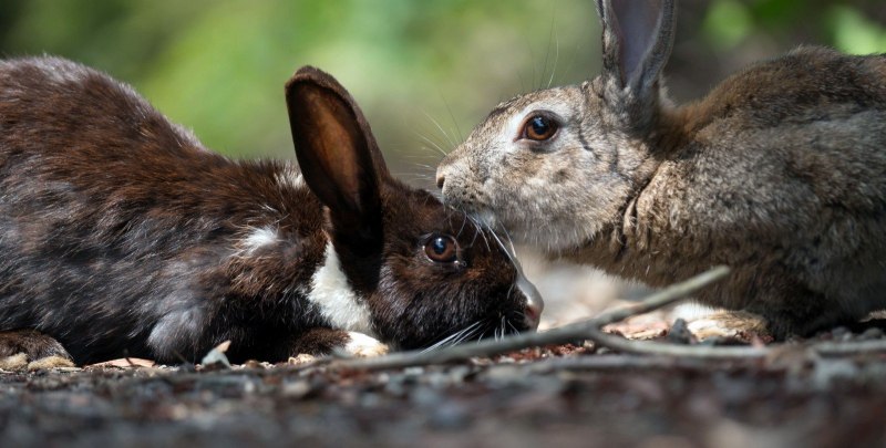 Jackalope мифология