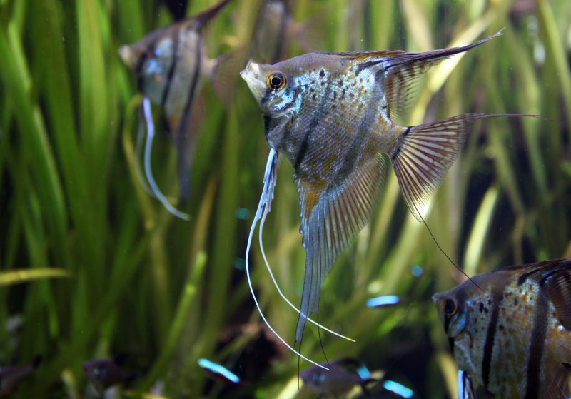 Скалярия "перуанский Альтум" (Pterophyllum scalare)