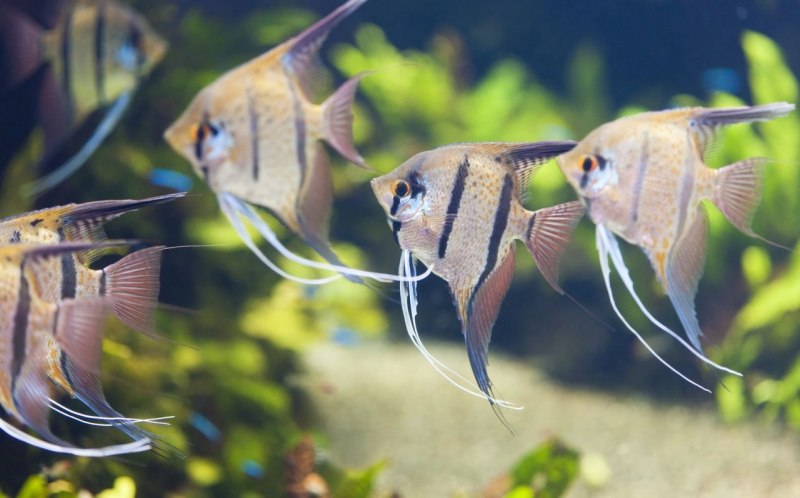 Скалярия обыкновенная Pterophyllum scalare