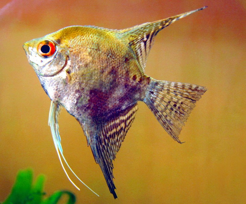 Скалярия пиной (Pterophyllum scalare pinoy)