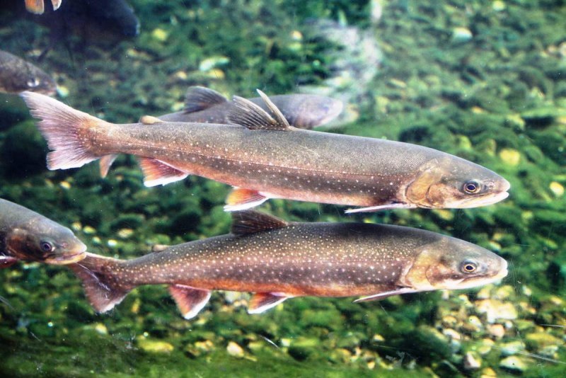 Salvelinus fontinalis