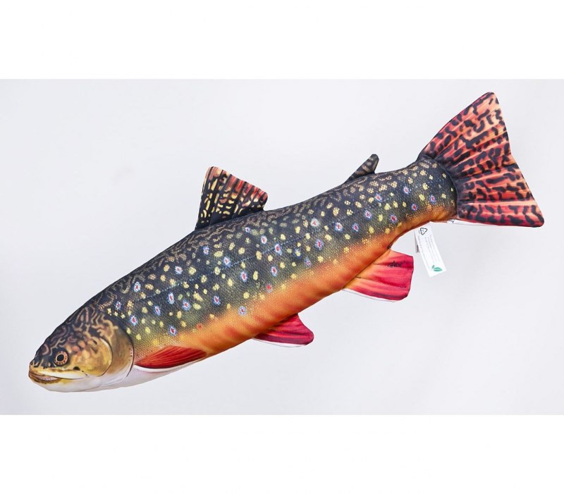 Арктический голец Salvelinus Alpinus