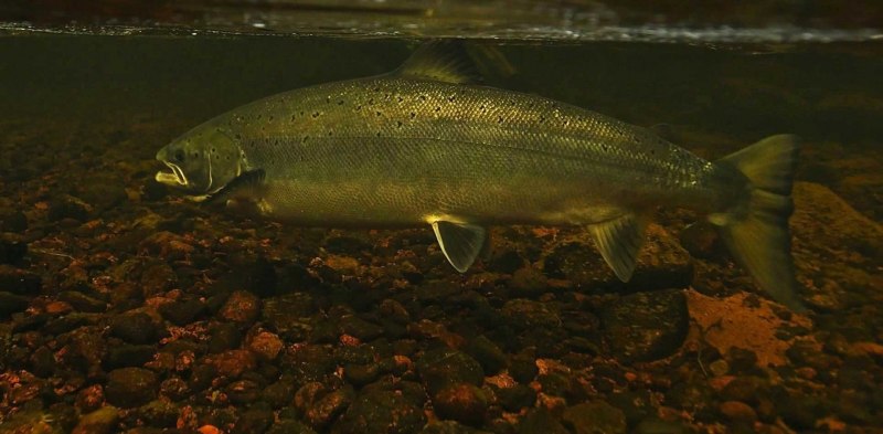 Salvelinus lepechini Палия