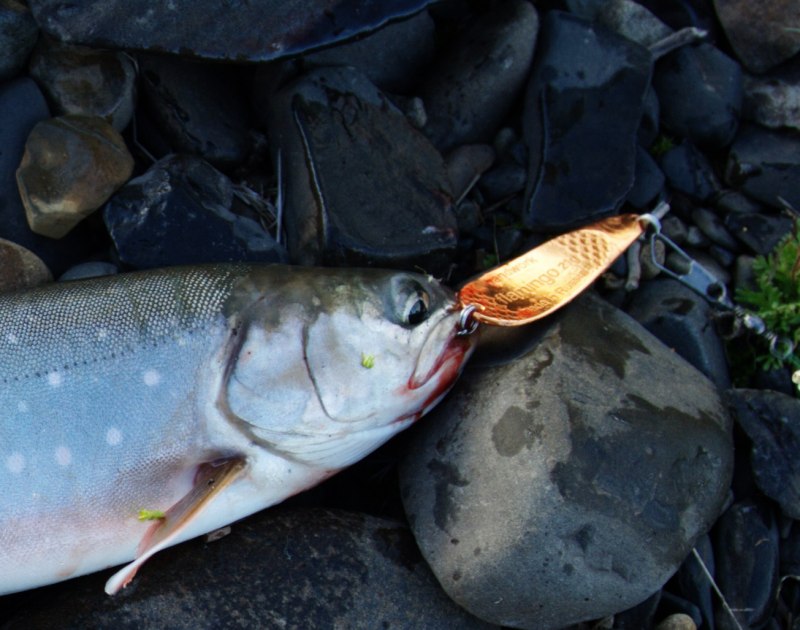 Salvelinus leucomaenis