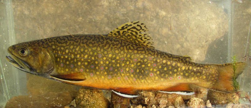 Salvelinus fontinalis