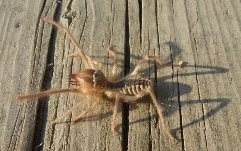 Скорпион Mesobuthus eupeus