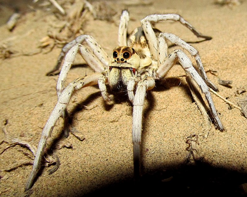 Паук Cebrennus rechenbergi