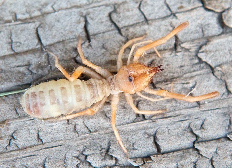 Паук Cebrennus rechenbergi