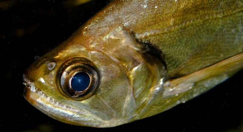 Паяра Hydrolycus scomberoides