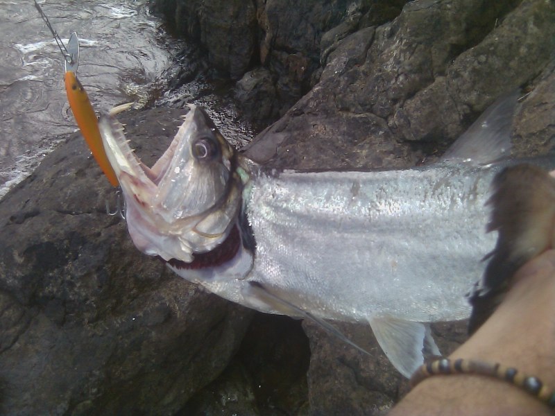 Hydrolycus armatus