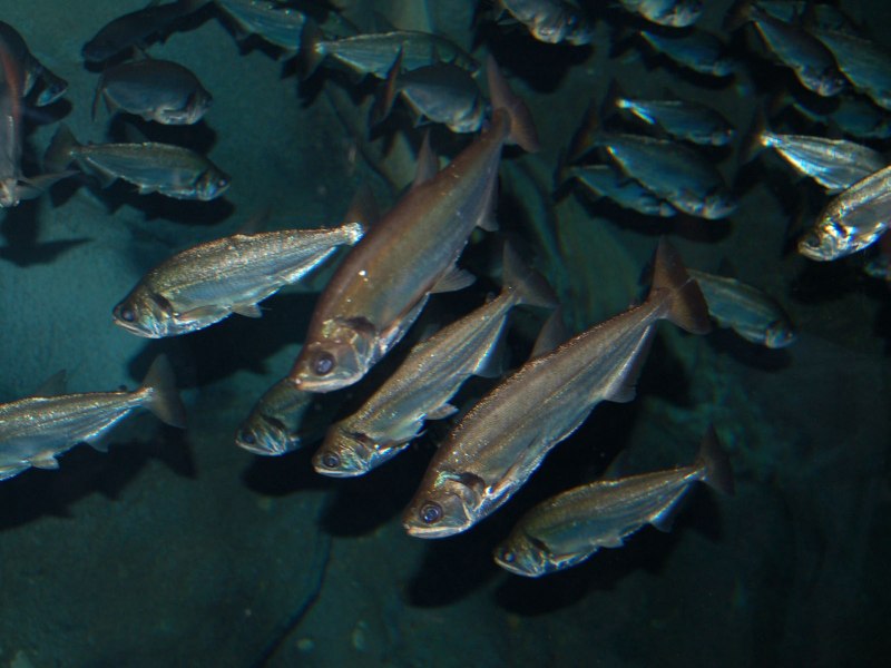 Паяра Hydrolycus scomberoides