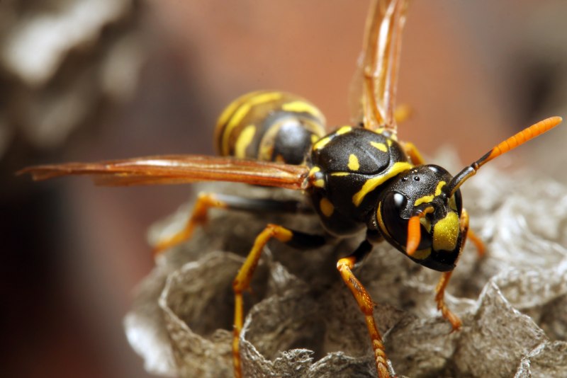 Yellowjackets насекомые