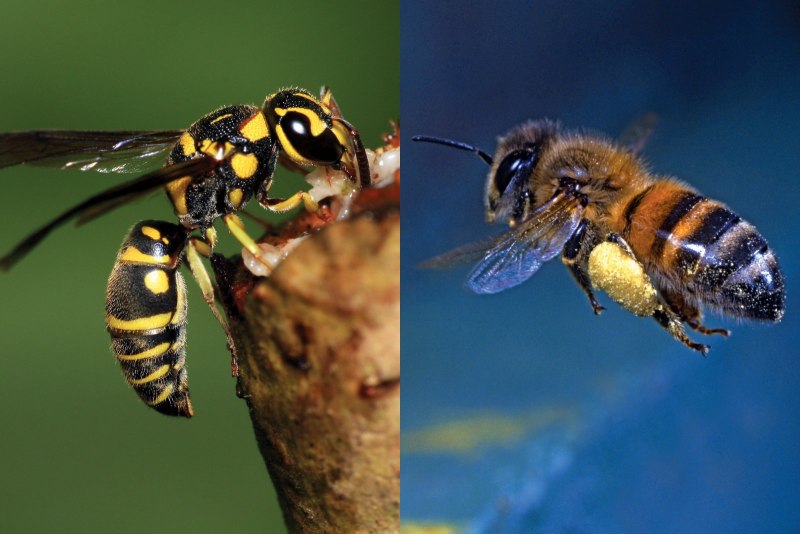 Sceliphron caementarium