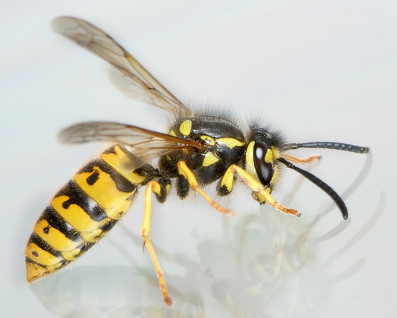 Yellow Jacket insect