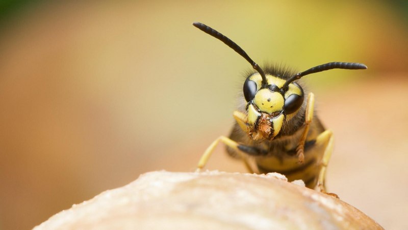 Sphecius speciosus