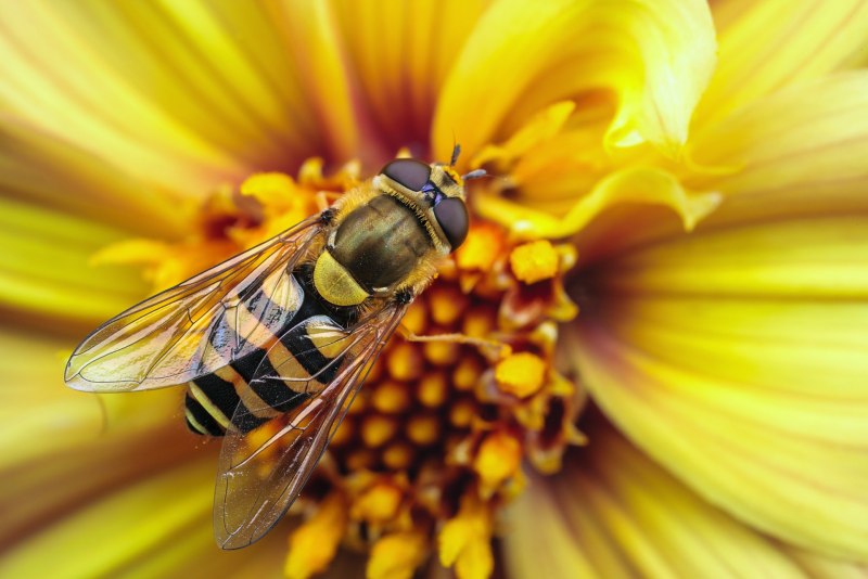 Оса Yellow Jacket