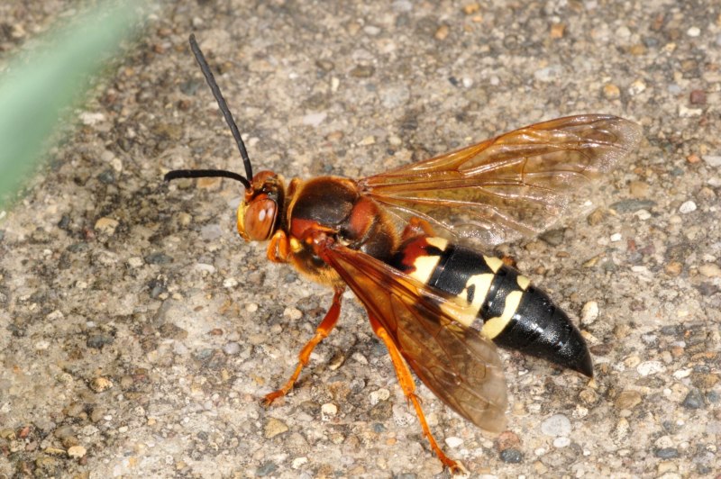 Executioner Wasp Оса