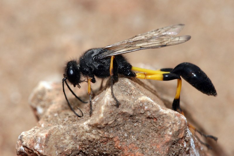 Vespula vulgaris